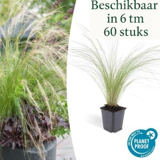 6 - 60 st Mexicaans vedergras Stipa tenuissima 'Ponytails' - ↕10-25cm - Ø9cm
