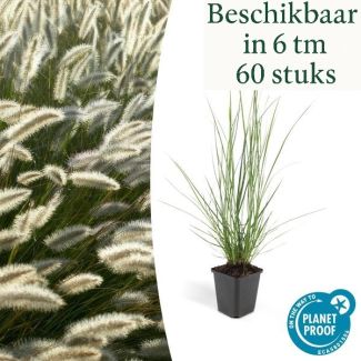 6 - 60 Stuks Siergras, Lampenpoetsergras 'Hameln', Pennisetum alopecuroides  Hameln  - ↕10-25cm - Ø9cm