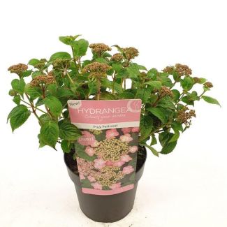 Pluimhortensia Roze