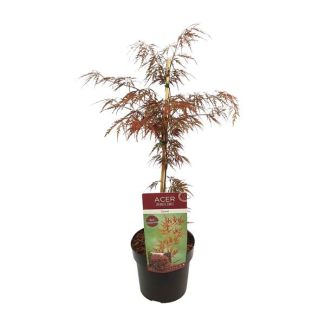 De Japanse Esdoorn, struik/boom, kleur rood/paars,Acer palm. 'Garnet' -↨40cm - Ø19cm