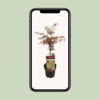 De Japanse Esdoorn, struik/boom, kleur rood/paars,Acer palm. 'Garnet' -↨40cm - Ø19cm