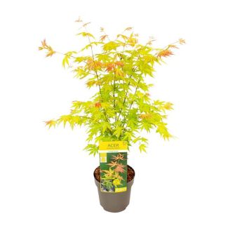 Japanse Esdoorn, struik/boom, kleur geel/goudgeel/orange/ rood, Acer palmatum Orange Dream -  Ø19 - ↨40cm