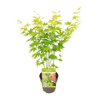 2 stuks - Japanse Esdoorn, Struik/boom, kleur groen/geel/oranje, Acer palmatum Going Green - Ø15 - ↨30cm