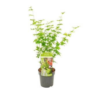 Japanse Esdoorn, Struik/boom, kleur groen/geel/oranje, Acer palmatum Going Green - Ø19 - ↨40cm