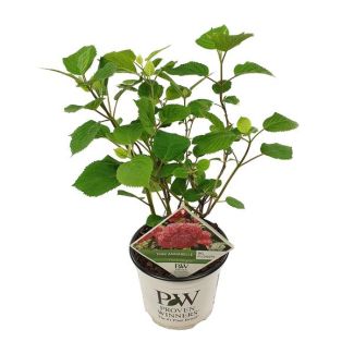 Hortensia, Kleur Roze, Terrasplant, Balkonplant, Hydrangea arbo.  Pink Annabelle ® - ↨30cm - Ø19cm