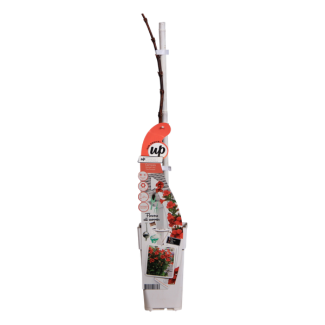 Trompetbloem, Kleur Vuur-Rood, klimplant, Campsis Summer Jazz Fire Trumpet - Trompetbloem Rood - Ø15 - ↨65cm