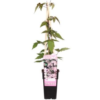 Clematis Lichtroze tot Wit
