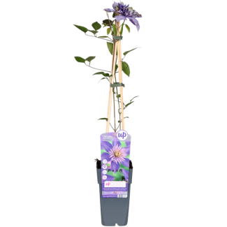 Clematis, Kleur Blauw , Klimplant, Tuinplant, Clematis Multi Blue