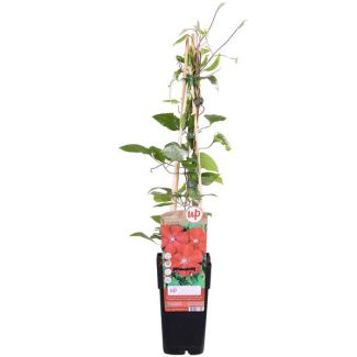 Clematis, Kleur  Rood , Klimplant, Tuinplant, Clematis Rouge Cardinal - Clematis Rood
