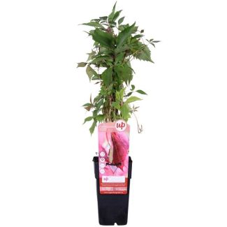 Parthenocissus q. var.  Engelmannii  - Ø15cm - ↕65cm