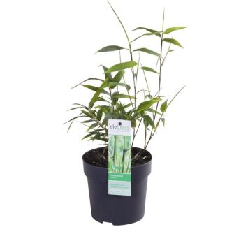 Phyllostachys  Bissetii  - Groene stam bamboe - Ø14cm - ↕40cm