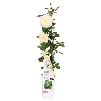 Roos Creme