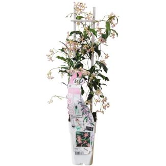 Trachelospermum  Star of Ibiza  - Toscaanse Jasmijn Roze - Ø15cm - ↕65cm