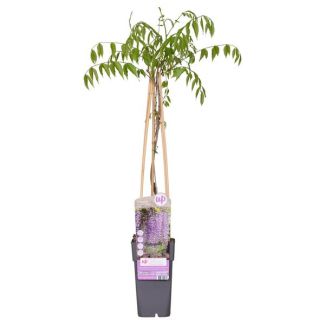 2 stuks - Paarse Regen, Klimplant, Kleur donker paars, Wisteria floribunda 'Naga Noda' - Ø 15 cm  hoogte: 60-70 cm