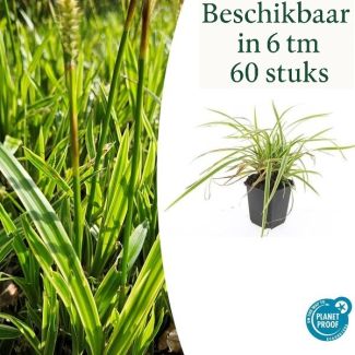 6 tot 60 stuks Geel Gestreepte Japanse Zegge, Wintergroene Siergrasplant, Carex morrowii  Aureovariegata   - ↕10-25cm - Ø9cm