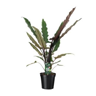 Olifantenoor, Exotische Groene Plant, Uniek Blad, Alocasia Lauterbachiana - Ø19cm - ↕80cm