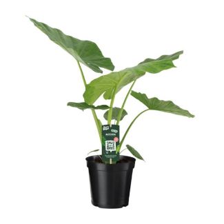 Olifantenoor, Tropische Groene Plant, Indrukwekkende Bladeren, Alocasia Macrorrhiza, ø19 -  70 cm