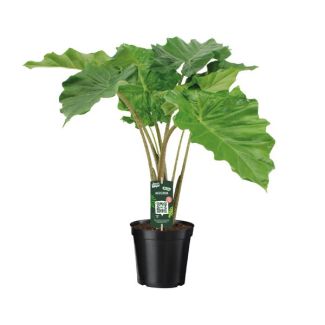 Olifantenoor, Tropische Exotische Groene Plant, Alocasia Portodora - Ø21cm - ↕80cm