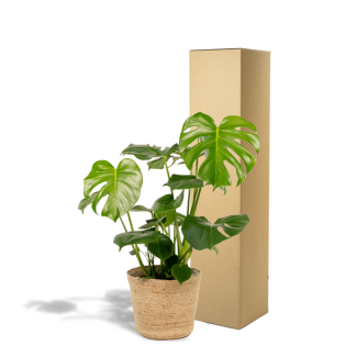 Gatenplant in Selin mand