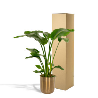 Paradijsvogelplant