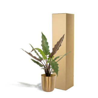 Olifantsoor in gouden pot