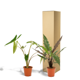 2 Alocasia kamerplanten set