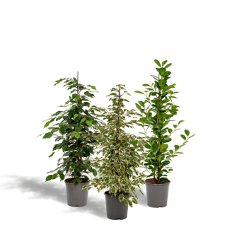 Ficus pakket - 3 Vijgenplanten in set - ficus kamerplanten groen - 95 cm - Ø21cm