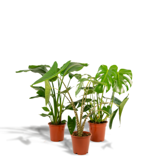 Gatenplant, Groene Kamerplant, Tropisch,  Monstera Deliciosa - Ø21cm - ↕70cm