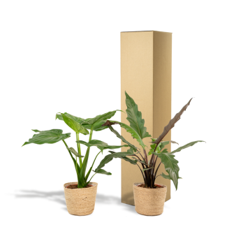 Alocasia Cucullata - Ø19cm - ↕60cm + Alocasia Lauterbachiana - Ø19cm - ↕75cm + Mand Selin 