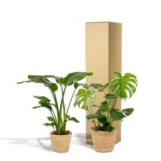 Paradijsvogelplant & gatenplant inclusief Selin manden
