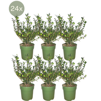 24 Stuks Japanse Hulst, De Perfecte Buxusvervanger, Groene Haag,  Ilex crenata  Jenny Ø12 cm - ↕20 - 25 cm