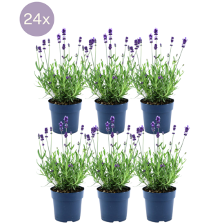Lavendelplant,  24 Stuks, Kleur Paars-Blauw, Haag, Lavandula angustifolia Felice® - Ø12 cm - ↕25 cm