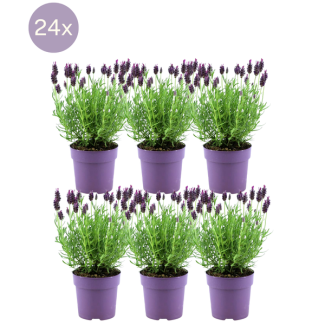 De Kuiflavendel, 24 Stuks, Kleur Lila/Paars, Tuinplanten, Haag,  Lavandula stoechas Anouk® - Ø12 cm - ↕25 cm