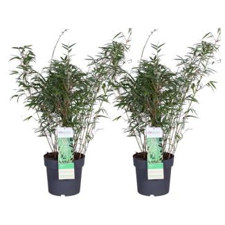 2x niet woekerend en polvormige Bamboe, Kleur groen, Fargesia rufa - ↨80cm - Ø23, niet vermeerderend