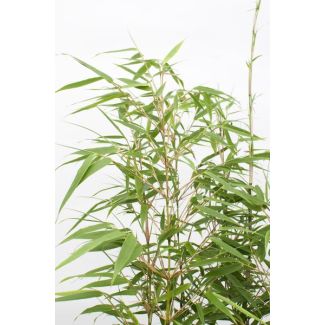 1, 2 of 3 Stuks Fargesia Rufa Bamboe ↨80cm – Ø23cm – Niet-Woekerend – Voor Tuin of Balkon