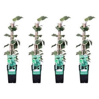4x - Hedera algeriensis  Gloire de Maren  - ↨65cm - Ø15