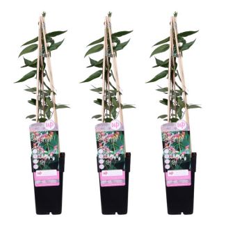 3 Stuks Klimkamperfoelie 