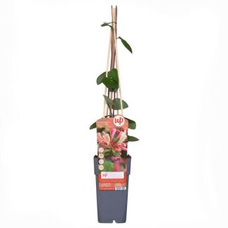 3 Stuks Kamperfoelie Paars - Rood - Wit Geurend