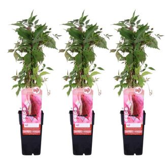 3x -  klimop wingerd, klimopplant, kleur blad (herfst) oranje-rood-paars, Parthenocissus q. var. 'Engelmannii' - ↨65cm - Ø15