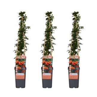 3 Stuks Vuurdoorn Oranje