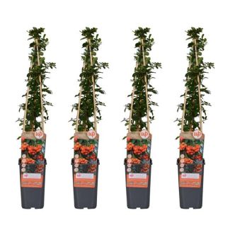 4 Stuks Vuurdoorn Oranje