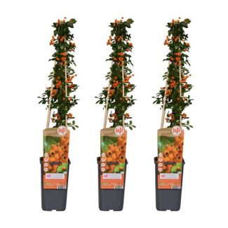 3 Stuks Vuurdoorn Geel