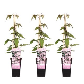3 Stuks Clematis Lichtroze tot Wit
