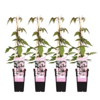 4 Stuks Clematis Lichtroze tot Wit
