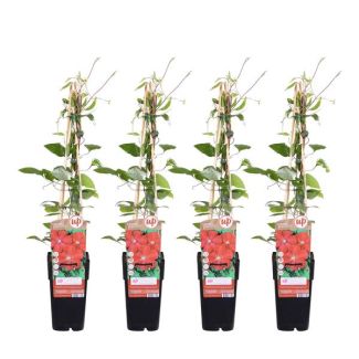 Clematis, 4 Stuks, Kleur  Rood , Klimplant, Tuinplant,  Clematis Rouge Cardinal - ↨65cm - Ø15