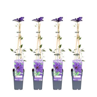 4x - Clematis, klimplant, kleur diep violet blauw, Clematis The President - 65cm - Ø15