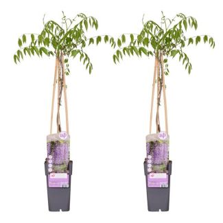 2x - Blauwe Regen, Kleur Lavendel Blauw/Paars, Klimplant, Wisteria floribunda 'Naga Noda' - ↨65cm - Ø15