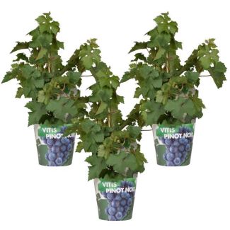 Biologisch gekweekt Fruit, Set van 3 stuks,  Blauwe druif, Compacte Druivenplant, Terrasplant, Balkonplant   Vitis Pixie  Pinot Noir  - ↨30cm - Ø14