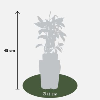 3x - Actinidia arguta  Issai  - ↨45cm - Ø13
