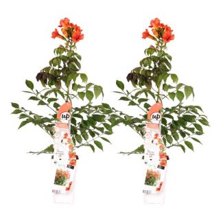 2x -Trompetplant, Klimplant, kleur Oranje/Roodachtige, Campsis 'Indian Summer' -↨65cm - Ø15